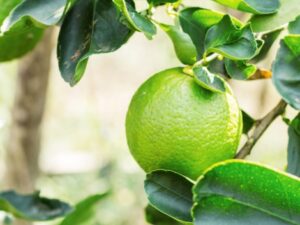 4 cách bạn có thể phát triển khả năng sáng tạo của mình bằng cách sử dụng FARM